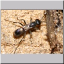 Dipogon subintermedius - Wegwespe 05f 7mm Sandgrube Niedringhaussee - beim Nestverschluss.jpg